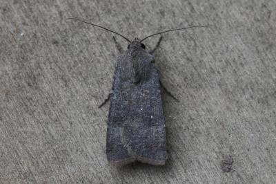 <i>Agrotis trux</i>