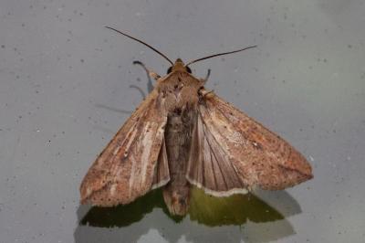 <i>Mythimna unipuncta</i>