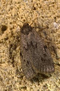 <i>Apaidia rufeola</i>