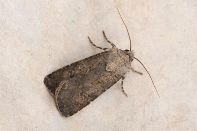 <i>Agrotis segetum</i>