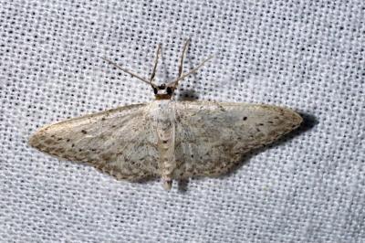 <i>Idaea seriata</i>