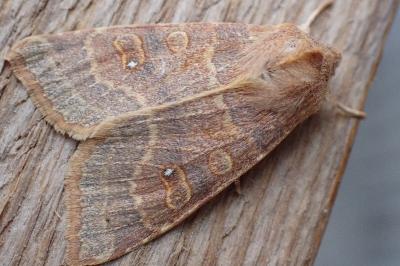 <i>Cirrhia ocellaris</i>
