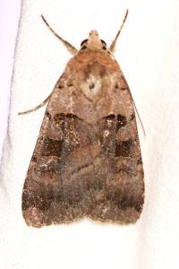 <i>Xestia stigmatica</i>