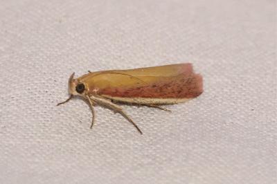 <i>Oncocera semirubella</i>