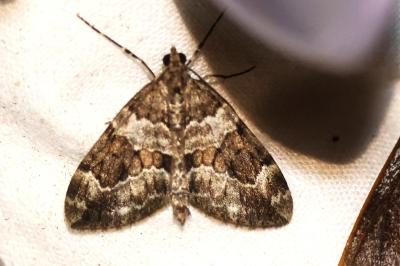 <i>Thera britannica</i>