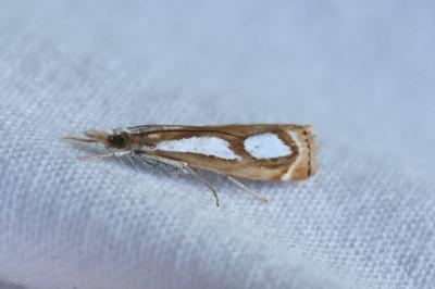 <i>Catoptria mytilella</i>