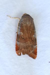 <i>Noctua janthina</i>