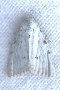 <i>Nola aerugula</i>