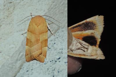 <i>Noctua fimbriata</i>