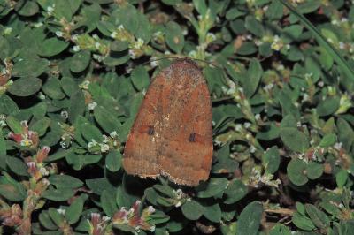 <i>Noctua interposita</i>