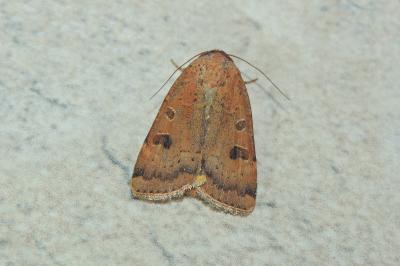 <i>Noctua interposita</i>