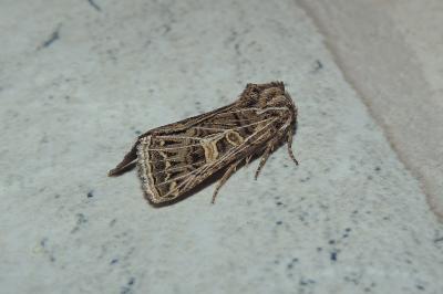 <i>Tholera decimalis</i>