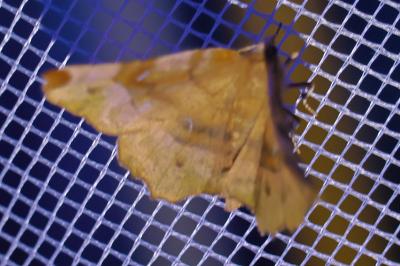<i>Selenia lunularia</i>