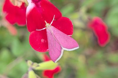 Pyrausta inornatalis