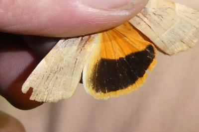<i>Noctua tirrenica</i>