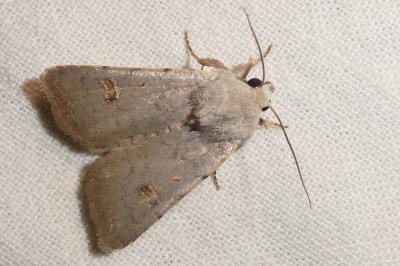<i>Caradrina kadenii kadenii</i>