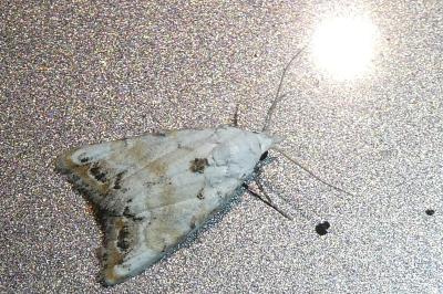 <i>Nola infantula</i>