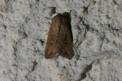 <i>Mythimna albipuncta</i>