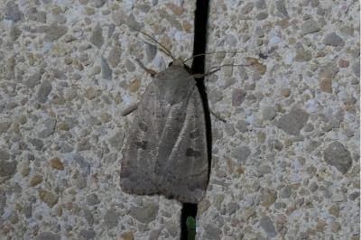 <i>Noctua comes</i>
