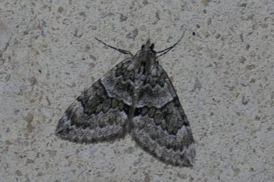 <i>Thera britannica/variata</i>
