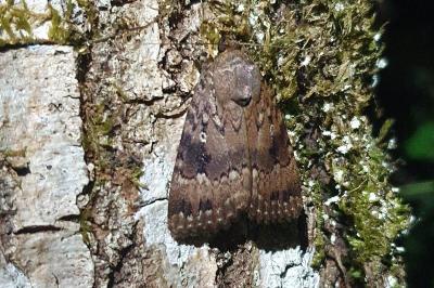 Amphipyra pyramidea