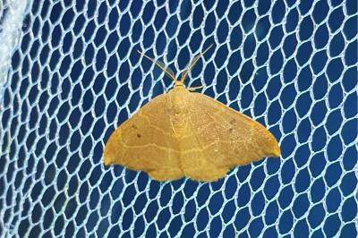 Watsonalla binaria