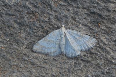 <i>Perizoma albulata</i>