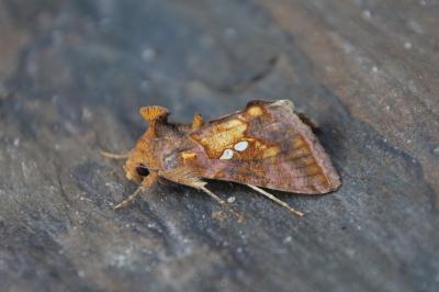 <i>Chrysodeixis chalcites</i>