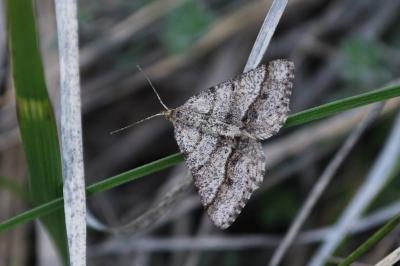 <i>Isturgia murinaria</i>