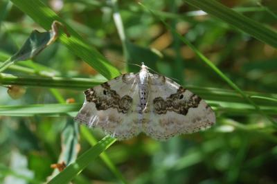 Xanthorhoe montanata