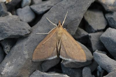 <i>Anania terrealis</i>
