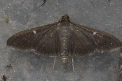 <i>Cydalima perspectalis</i>