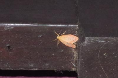 <i>Miltochrista miniata</i>