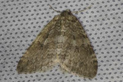 Epirrita