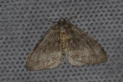<i>Operophtera brumata</i>