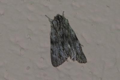 <i>Asteroscopus sphinx</i>