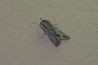 <i>Asteroscopus sphinx</i>