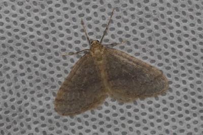 <i>Operophtera brumata</i>