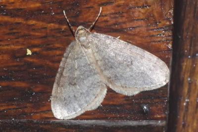 <i>Operophtera brumata</i>