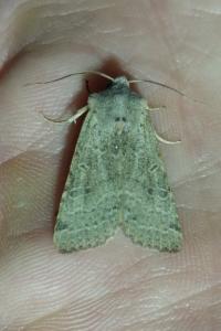<i>Agrochola lychnidis</i>