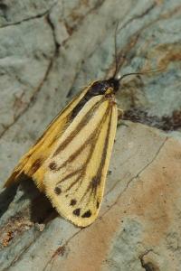 <i>Setina aurita</i>