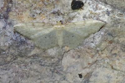 <i>Idaea fuscovenosa</i>