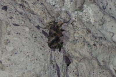 <i>Autographa gamma</i>