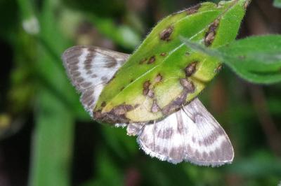 <i>Anania hortulata</i>