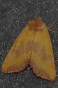 <i>Atethmia centrago</i>