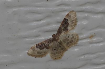 <i>Idaea rusticata</i>