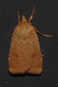 <i>Noctua comes</i>