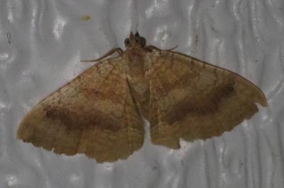 <i>Camptogramma bilineata</i>