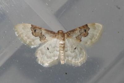 <i>Idaea rusticata</i>