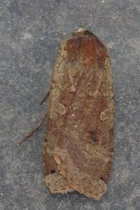 <i>Noctua pronuba</i>